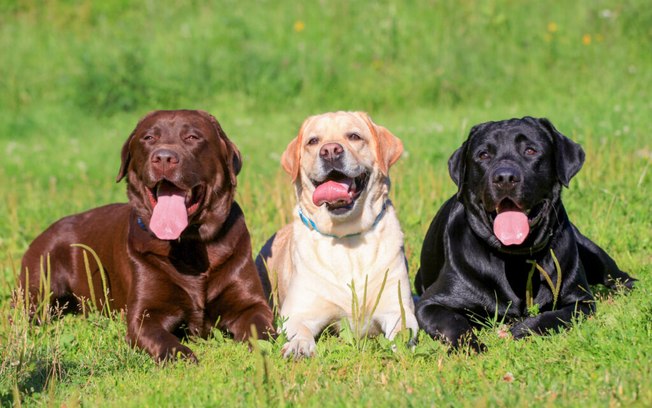 12 mitos sobre cachorros que você precisa saber