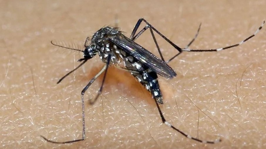 Transmitida por picada de mosquitos, a dengue é uma doença grave que pode matar