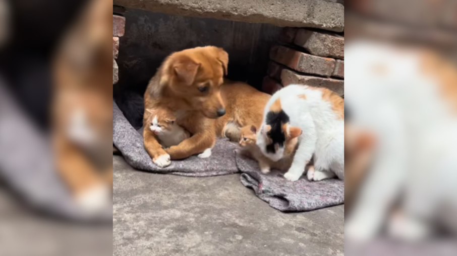 Cachorro acolhe filhote de gato e viraliza
