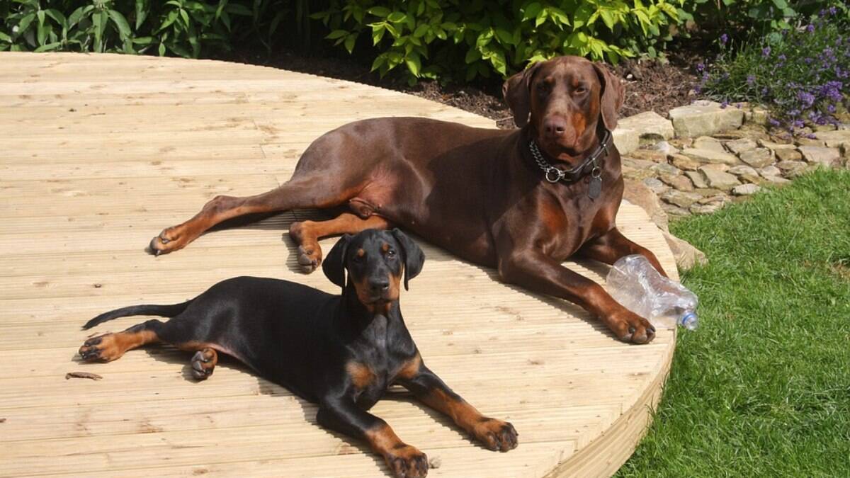 E ainda falam que os Estados Unidos é um pais evoluido : cachorro