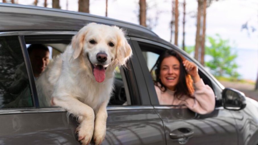 Calmante? Veja 5 dicas para fazer uma boa viagem com os pets