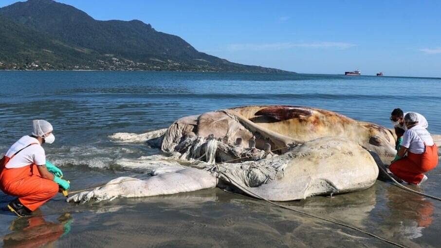 O animal foi enterrado na praia e sua ossada deve virar exposição O animal foi enterrado na praia e sua ossada deve virar exposição