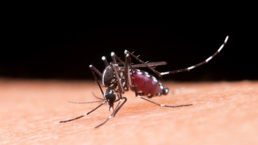Mosquito Aedes Aegypti é responsável por doenças como dengue, Chikungunya e Zika