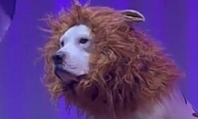 Cão rouba cena em apresentação de 'Rei Leão' na escola; assista