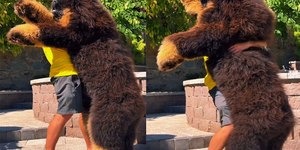 Cão gigante encanta internautas: "Rei dos animais de estimação"