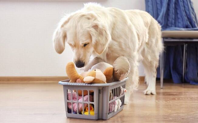 cachorro vendo brinquedos dentro do cesto