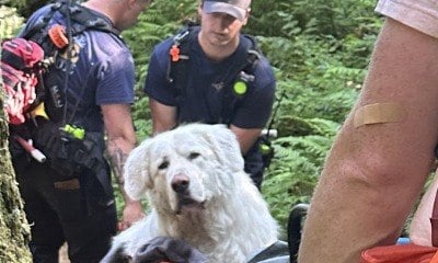 Cachorro de 73 kg precisa de resgate para descer montanha após ferimento