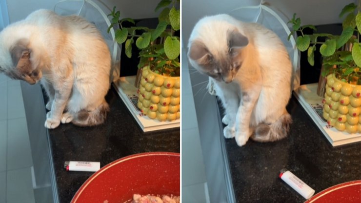 Gatinho derruba isqueiro para chamar casal para brincar