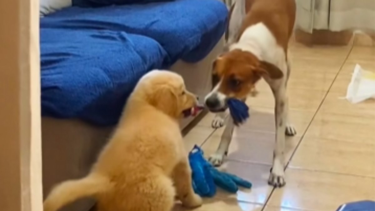 Cachorro ganha irmão e transforma casa em palco de brincadeiras
