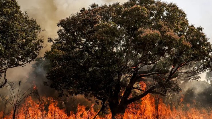 Florestas em regeneração da Mata Atlântica sofrem mais com fogo