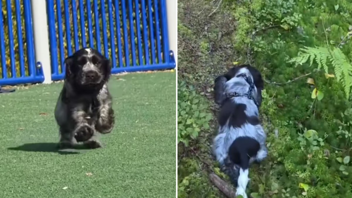 Cachorro com narcolepsia “desliga” de repente durante brincadeira Cachorro com narcolepsia “desliga” de repente durante brincadeira