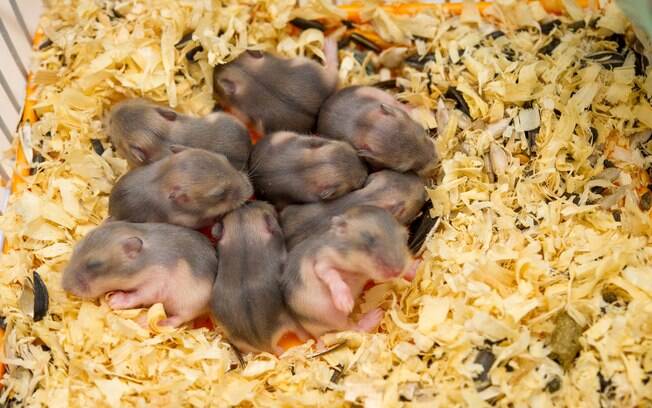 Existem casos de comportamento canibal na espécie, sendo relativamente comum encontrar os filhotes de hamster sendo comidos