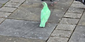 VÍDEO: pombo verde neon vira atração e causa alvoroço em praça