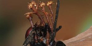 Hiperparasita é descoberto se alimentando de "fungo zumbi"