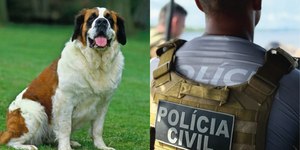 Após discussão, homem mata a tiros o cachorro da ex-esposa