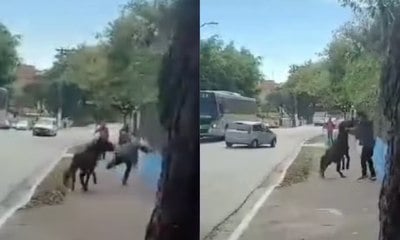 Cavalo solto ataca moradores pelas ruas de São Paulo