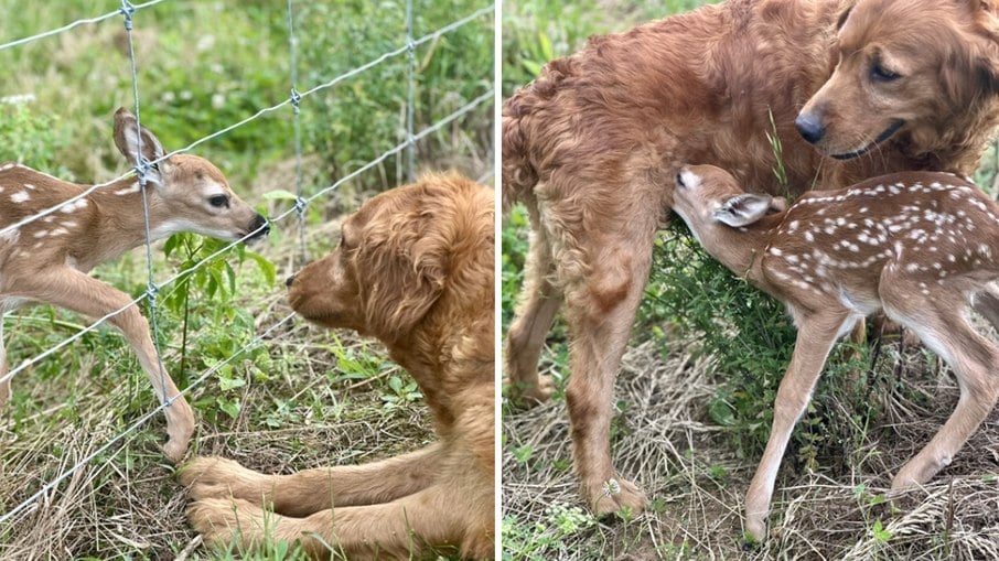 Cadela Golden Retriever encontra filhote de cervo na mata e começa a tratá-lo como seu filhote