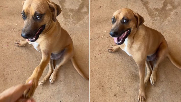 Cachorro caramelo abre sorriso e dá “oi” com a pata