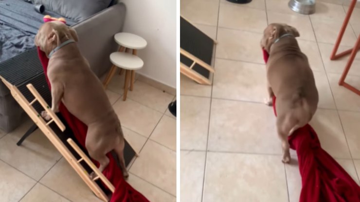 Rotina matinal: Cão leva coberta ao sofá para assistir desenho