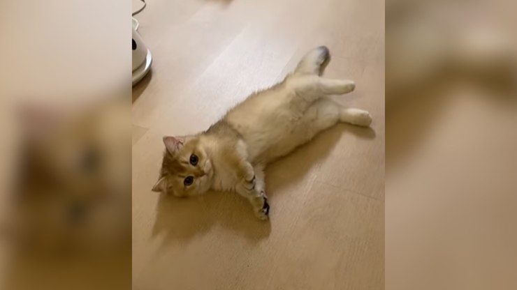 Gatinho rouba a cena com atuação dramática e viraliza