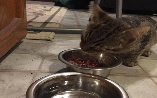 O gato estava com fome e ficou todo feliz quando foi alimentado 