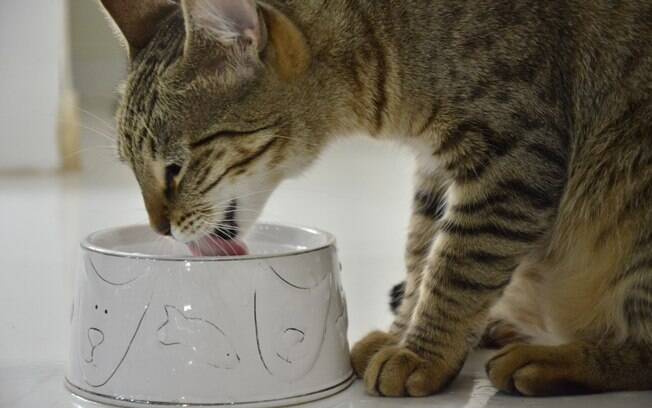 O aumento de consumo de água é um dos sintomas da Doença Renal Crônica em gatos 