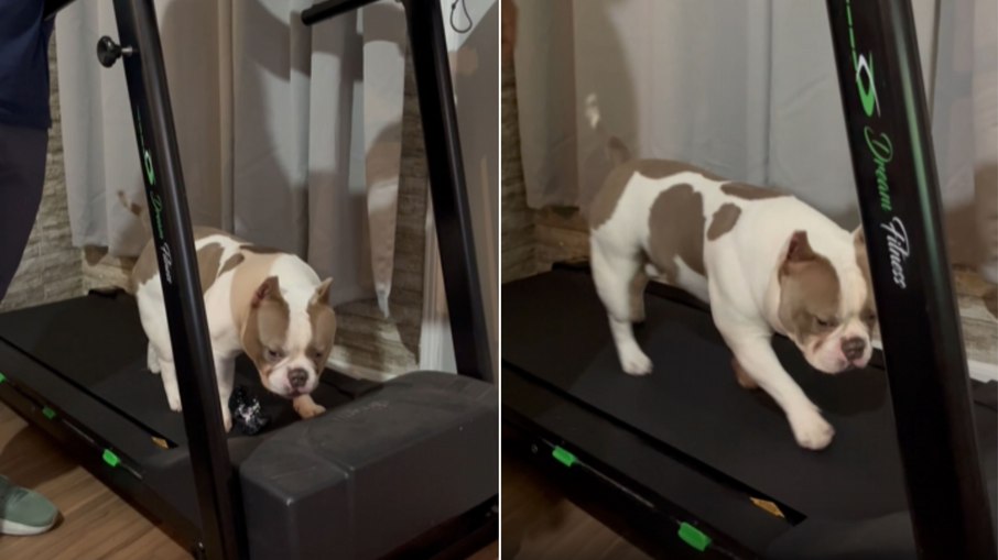 Cachorro entra na rotina fitness e espera sua vez na esteira Cachorro entra na rotina fitness e espera sua vez na esteira
