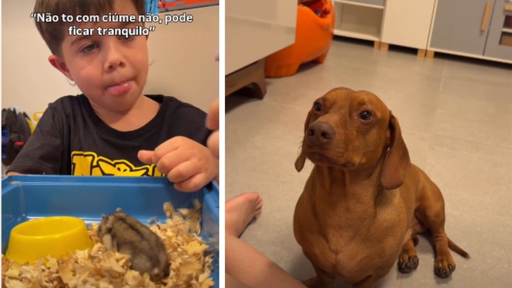 Salsicha "morre de ciúmes" ao ver hamster ganhar carinho
