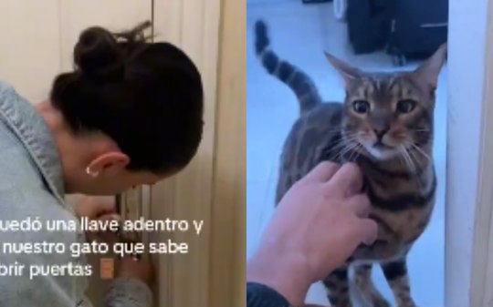 VÍDEO: casal fica trancado em apartamento e é socorrido por "gato herói"