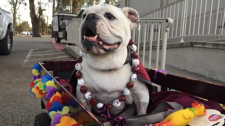 Universidade faz cerimônia de despedida para bulldog; veja por que