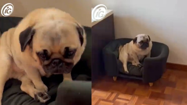 Pug resgatado de maus-tratos chora achando que foi abandonado
