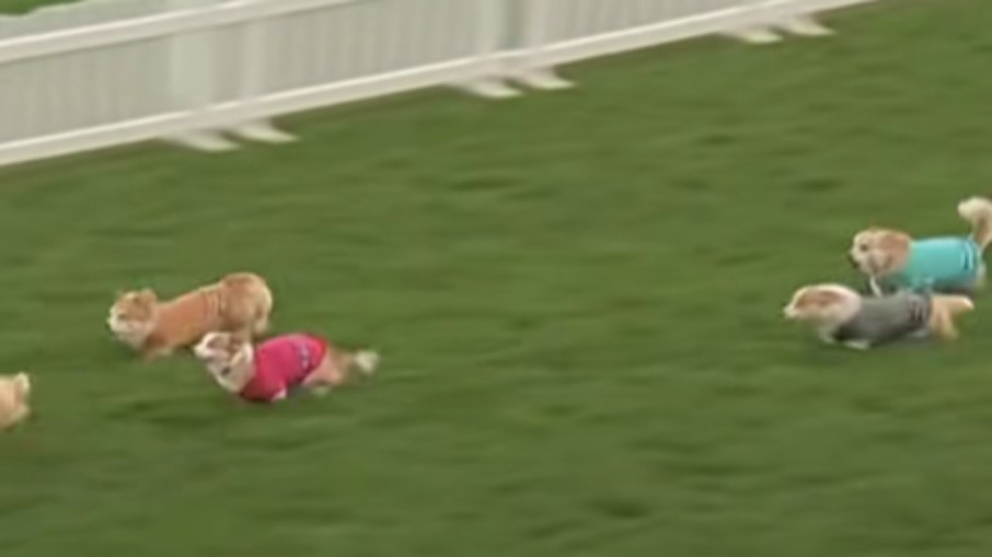 Corrida de Corgis movimenta hipódromo na Escócia pelo terceiro ano Corrida de Corgis movimenta hipódromo na Escócia pelo terceiro ano