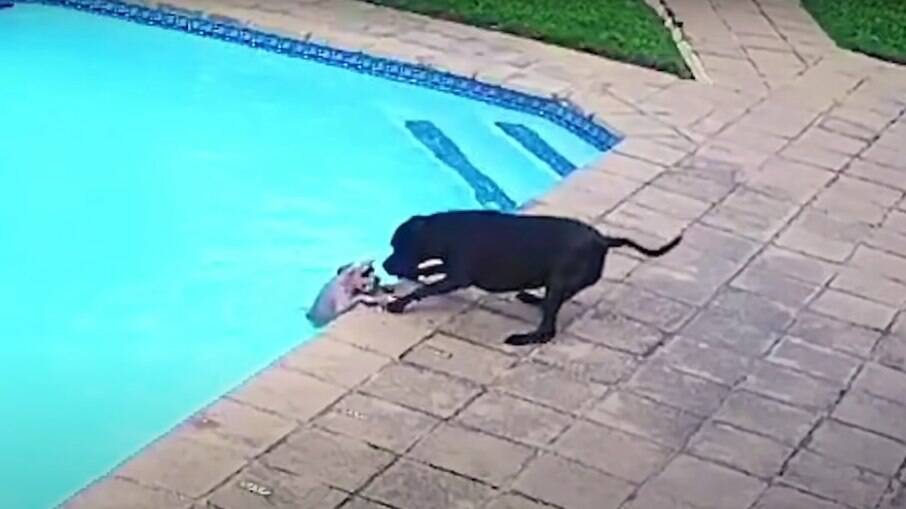 Cachorro salva cão menor de afogamento 