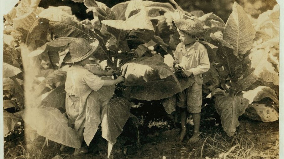 Amos, 6 anos, e Horace, 4 anos — trabalhadores no cultivo de tabaco em Albaton, Condado de Warren, Kentucky (19 de agosto de 1916)