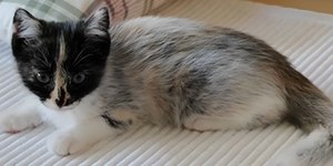 Mutação genética dá origem a cor inédita em gatos