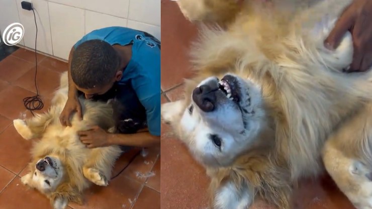 Golden retriever se joga por carinho antes de banho