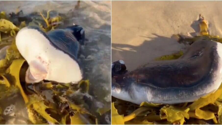 Criatura marinha chamou a atenção dos banhistas em praia da Austrália