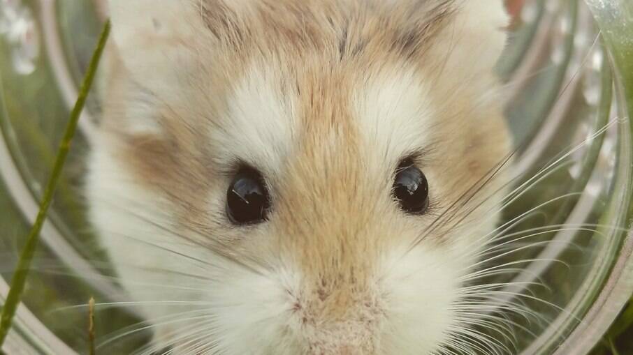 Hamster fofinho para ajudar a deixar a sua segunda-feira a ficar melhor