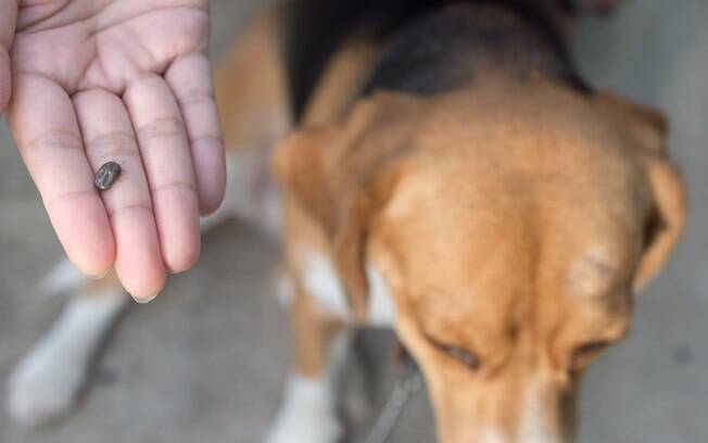 A Doença de Lyme em cães é transmitida pelos carrapatos
