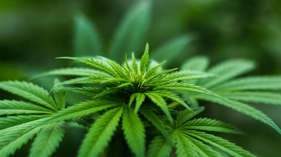 Anvisa proíbe importação da cannabis in natura