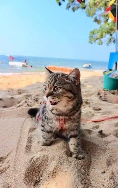 As fotos do gato na praia pela primeira vez mostram sua expressão curiosa