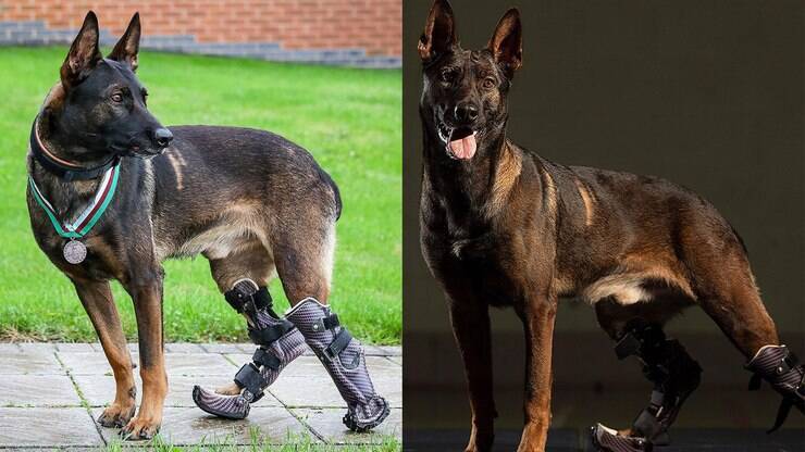 Cachorro com prótese nas pernas ganha medalha por servir ao exército britânico