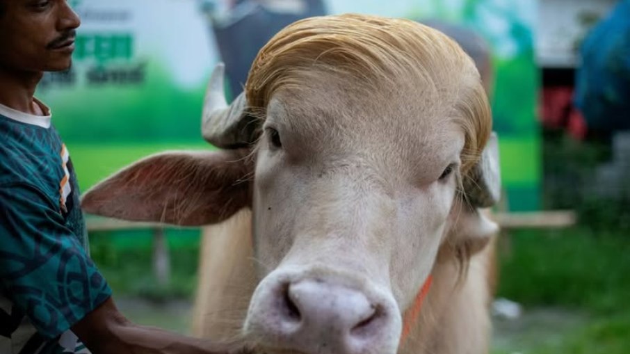 Búfalo 'parecido com trump' será sacrificado em festival