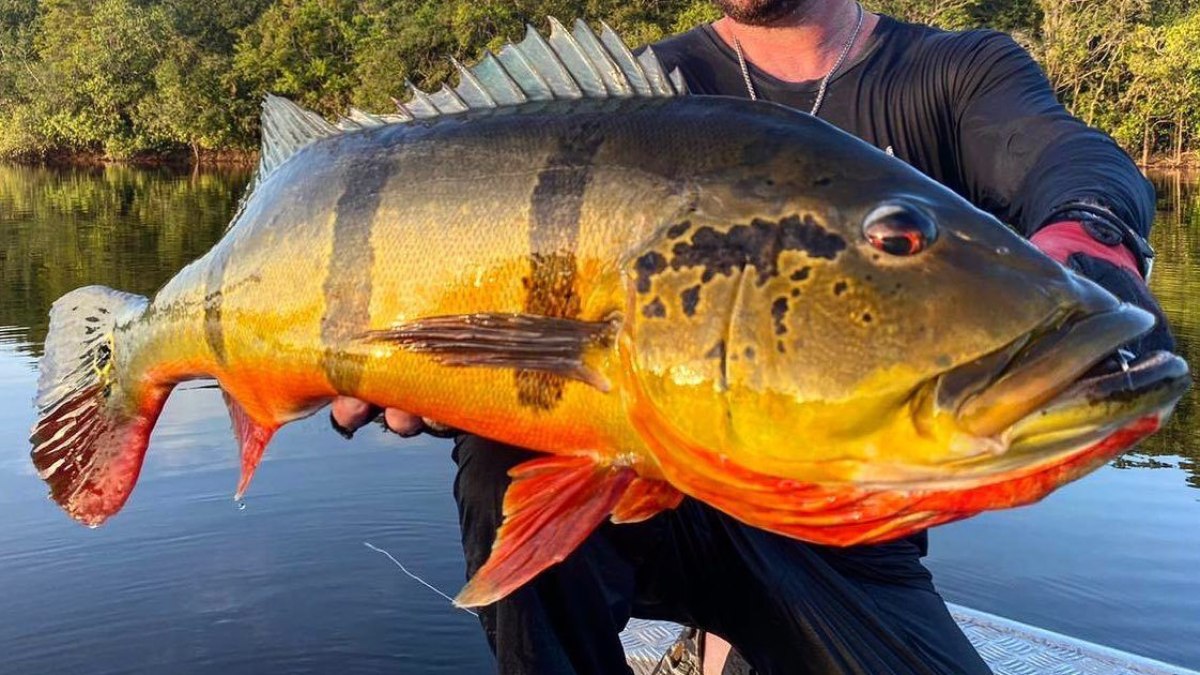 Como o tucunaré, um peixe brasileiro, pode destruir rios no país - Foto