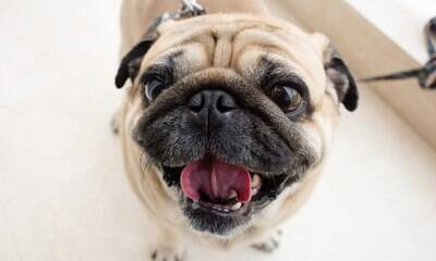 Seu cachorro está ofegante: Veja 4 passos para lidar com o problema