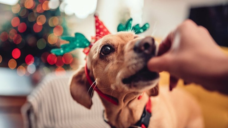 11 comidas de Natal e Ano-Novo tóxicas para cachorros