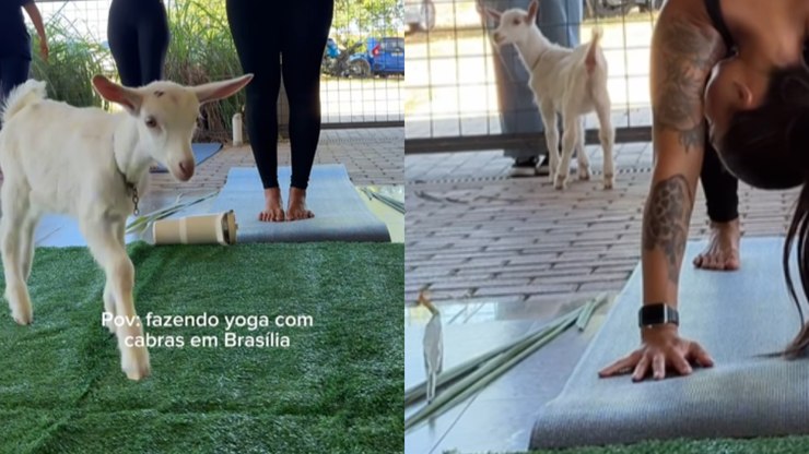 Cabras viralizam ao surgirem em aula de yoga: “Invadiram”
