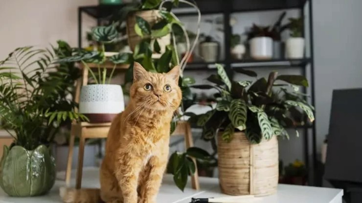 Plantas mais seguras para quem tem pet