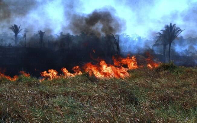 Amazônia sofre com queimadas desde  o começo do mês