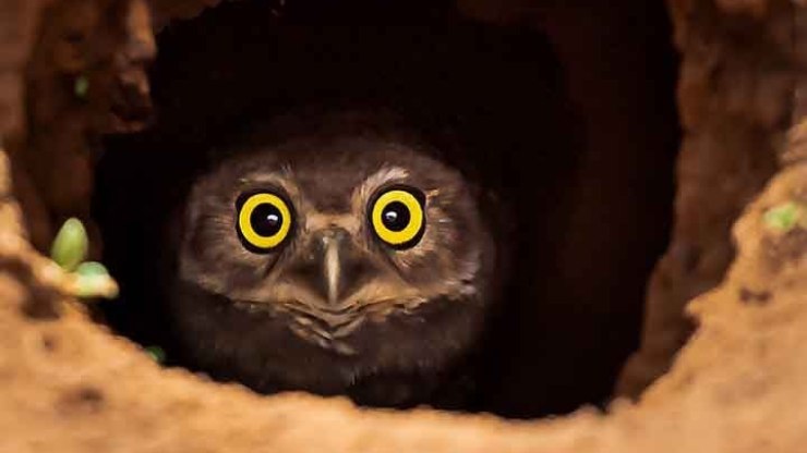 Veem tudo: animais que têm visão aguçada